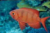 : Priacanthus arenatus; Bigeye