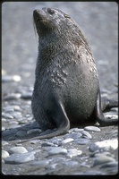 : Arctocephalus gazella; Antarctic Fur Seal