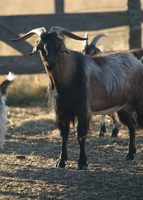 : Capra hircus; Domesticated Goat