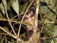 : Didelphis aurita; Gamb
