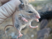 : Peromyscus eremicus; Cactus Mouse