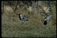 : Vanellus armatus; Blacksmith Plover