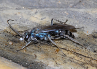 : Auplopus architectus; Spider Wasp