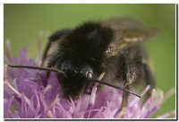 : Bombus campestris