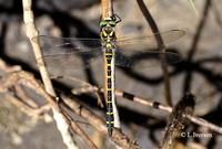 : Cordulegaster boltoni; Golden-ringed Dragonfly