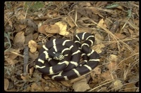 : Lampropeltis getulus californiae; California Kingsnake