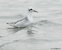 Red Phalarope