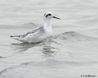 Red Phalarope