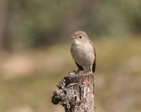 흰꼬리딱새 [red-breasted flycatcher]