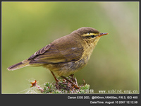 Phylloscopus affinis Tickell's Leaf Warbler 黃腹柳鶯 098-077