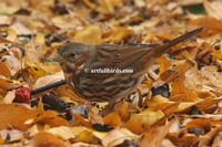 Fox Sparrow Passerella iliaca