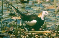 Pheasant-tailed Jacana (Hydrophasianus chirurgus)