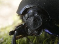 Glat Skarnbasse (Geotrupes vernalis) Foto/billede af