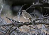 コシアカヒバリモドキ  Rufous Songlark Cincloramphus mathewsi