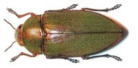 Perotis margotana