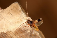 Phoracantha recurva - Yellow Longicorn