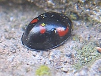 Brumus quadripustulatus