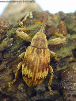 Anthonomus rectirostris