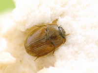 Pocadius ferrugineus