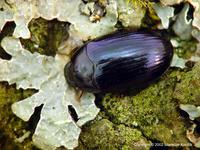 Platydema violaceum