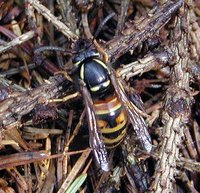 Vespula rufa - Red wasp