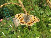 Issoria lathonia - Queen of Spain Fritillary