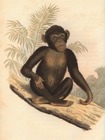 Chimpanzee (Pan troglodytes)