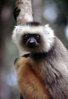 Diademed sifaka (Propithecus diadema)