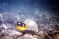 Chaetodon quadrimaculatus, Fourspot butterflyfish: aquarium