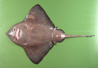 Bathyraja richardsoni, Richardson's ray: