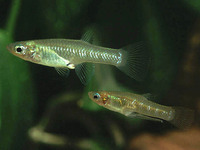 Girardinus metallicus, Metallic livebearer: aquarium