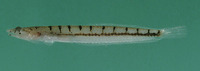 Limnichthys nitidus, Sand submarine: