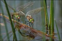 Anax parthenope