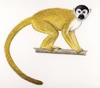 Image of: Saimiri oerstedii (Central American squirrel monkey)