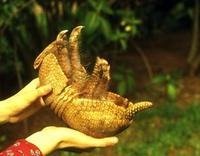 Image of: Tolypeutes matacus (southern three-banded armadillo)