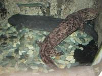 Andrias japonicus - Japanese Giant Salamander