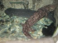Andrias japonicus - Japanese Giant Salamander