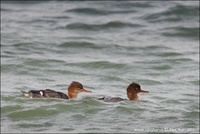 Mergus serrator - Red-breasted Merganser