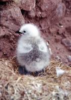 Rissa brevirostris - Red-legged Kittiwake