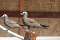 Anous stolidus - Brown Noddy