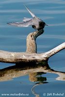 Chlidonias niger - Black Tern