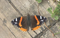 Image of: Vanessa atalanta (red admiral)