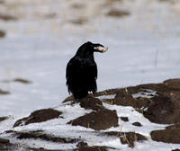 Image of: Corvus corone (carrion crow)