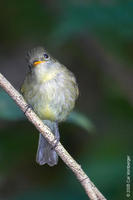 Image of: Empidonax flaviventris (yellow-bellied flycatcher)