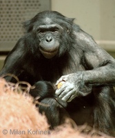 Pan paniscus - Pygmy Chimpanzee