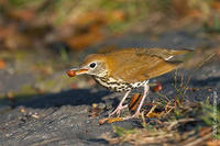 Image of: Hylocichla mustelina (wood thrush)