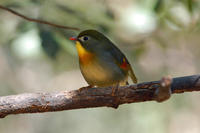 Image of: Leiothrix lutea (red-billed mesia)