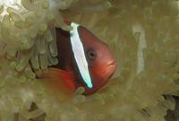 Amphiprion melanopus - cinnamon clown