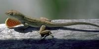 Image of: Norops sagrei (brown anole)