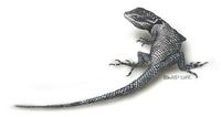 Image of: Sceloporus jarrovii (Yarrow's spiny lizard)